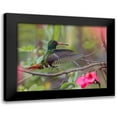 thumbnail image 1 of Fitzharris, Tim 18x15 Black Modern Framed Museum Art Print Titled - Hovering Male Rufous Tailed Hummingbird, 1 of 5