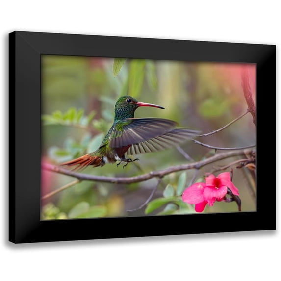 Fitzharris, Tim 18x15 Black Modern Framed Museum Art Print Titled - Hovering Male Rufous Tailed Hummingbird