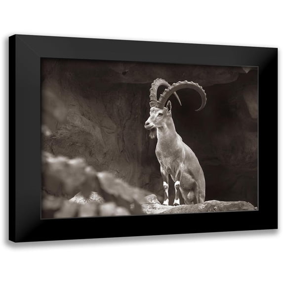 Fitzharris, Tim 18x15 Black Modern Framed Museum Art Print Titled - Nubian Ibex Sepia
