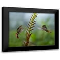 thumbnail image 1 of Fitzharris, Tim 18x15 Black Modern Framed Museum Art Print Titled - Rufous Tailed Hummingbirds, 1 of 5