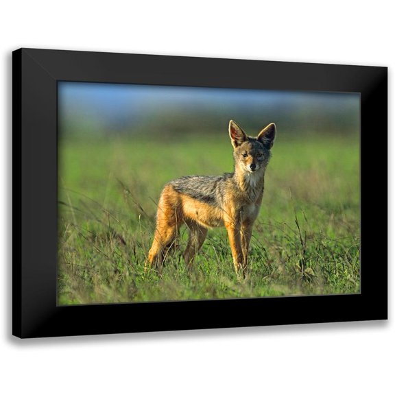 Fitzharris, Tim 18x15 Black Modern Framed Museum Art Print Titled - Silver-backed Jackal-Kenya