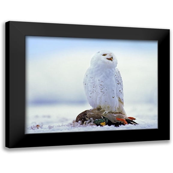 Fitzharris, Tim 18x15 Black Modern Framed Museum Art Print Titled - Snowy Owl with Mallard