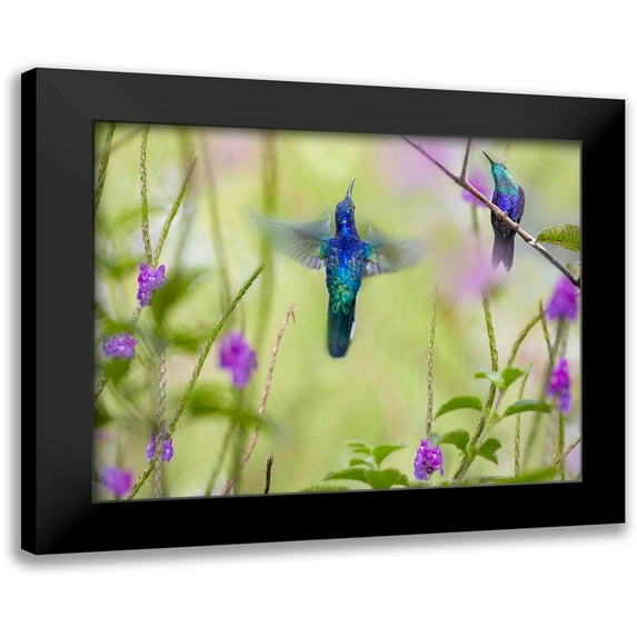 Fitzharris, Tim 18x15 Black Modern Framed Museum Art Print Titled - Violet Sabrewing and Crowned Woodnymph Hummingbirds