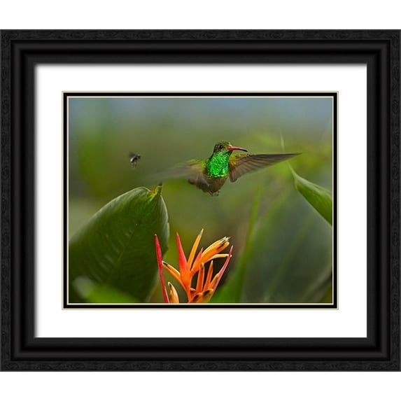 Fitzharris, Tim 18x15 Black Ornate Wood Framed with Double Matting Museum Art Print Titled - Rufous Tailed Hummingbird with Wasp