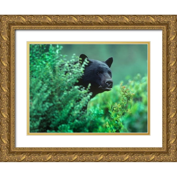 Fitzharris, Tim 18x15 Gold Ornate Wood Framed with Double Matting Museum Art Print Titled - Black bear in underbrush