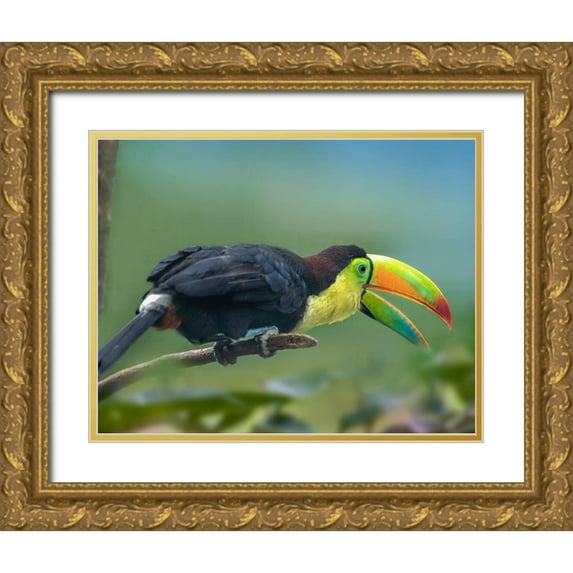 Fitzharris, Tim 18x15 Gold Ornate Wood Framed with Double Matting Museum Art Print Titled - Keel-billed Toucan I