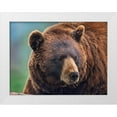 thumbnail image 1 of Fitzharris, Tim 18x15 White Modern Wood Framed Museum Art Print Titled - Cinnamon Black Bear, 1 of 4
