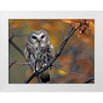 thumbnail image 1 of Fitzharris, Tim 18x15 White Modern Wood Framed Museum Art Print Titled - Northern Saw-whet Owl, 1 of 4