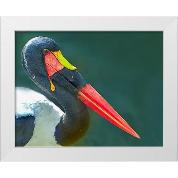 Fitzharris, Tim 18x15 White Modern Wood Framed Museum Art Print Titled - Saddle-billed Stork-Kenya II