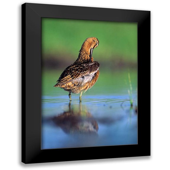 Fitzharris, Tim 18x24 Black Modern Framed Museum Art Print Titled - Long-billed Dowitcher Preening