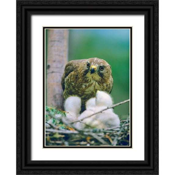 Fitzharris, Tim 18x24 Black Ornate Wood Framed with Double Matting Museum Art Print Titled - Broad-winged Hawk