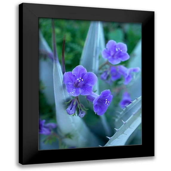 Fitzharris, Tim 19x24 Black Modern Framed Museum Art Print Titled - Blue Phacelia and Agave I