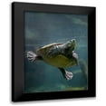 thumbnail image 1 of Fitzharris, Tim 19x24 Black Modern Framed Museum Art Print Titled - Malaysian pond turtle, 1 of 5