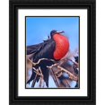 thumbnail image 1 of Fitzharris, Tim 19x24 Black Ornate Wood Framed with Double Matting Museum Art Print Titled - Magnificent Frigatebird in Courtship Display, 1 of 4