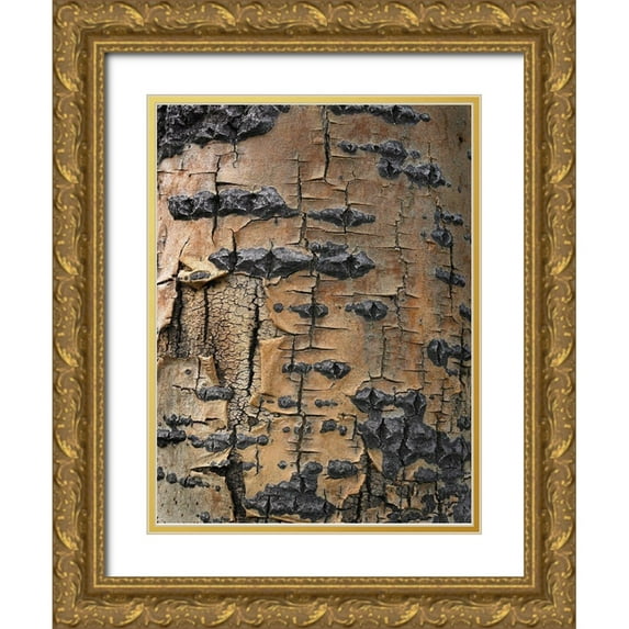 Fitzharris, Tim 19x24 Gold Ornate Wood Framed with Double Matting Museum Art Print Titled - Aspen Bark II