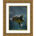 thumbnail image 1 of Fitzharris, Tim 19x24 Gold Ornate Wood Framed with Double Matting Museum Art Print Titled - Malaysian pond turtle, 1 of 4