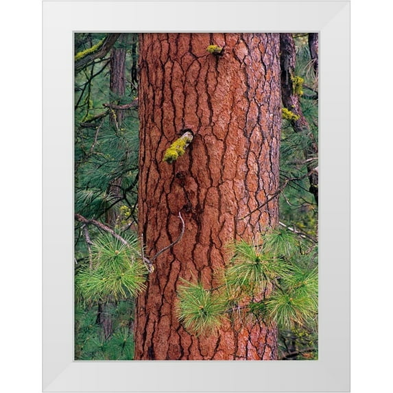Fitzharris, Tim 19x24 White Modern Wood Framed Museum Art Print Titled - Ponderosa Pien Trunk
