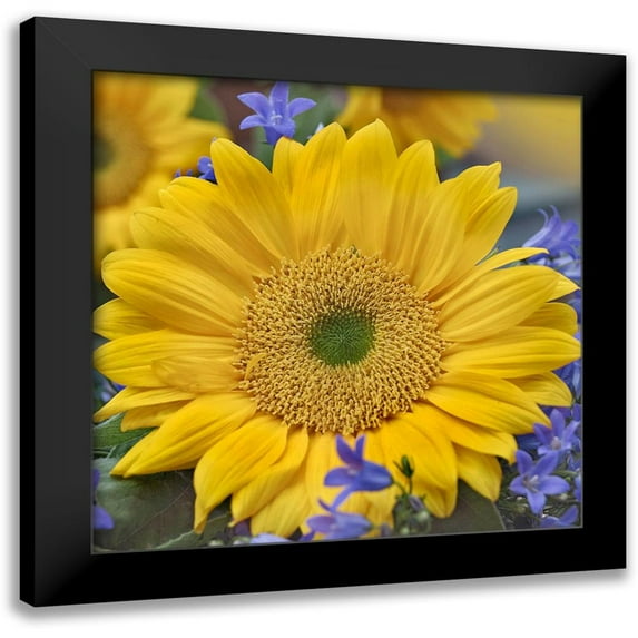 Fitzharris, Tim 20x20 Black Modern Framed Museum Art Print Titled - Sunflowers