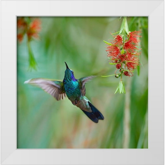 Fitzharris, Tim 20x20 White Modern Wood Framed Museum Art Print Titled - Green Violet T-Ear Hummingbird