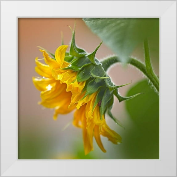 Fitzharris, Tim 20x20 White Modern Wood Framed Museum Art Print Titled - Sunflower