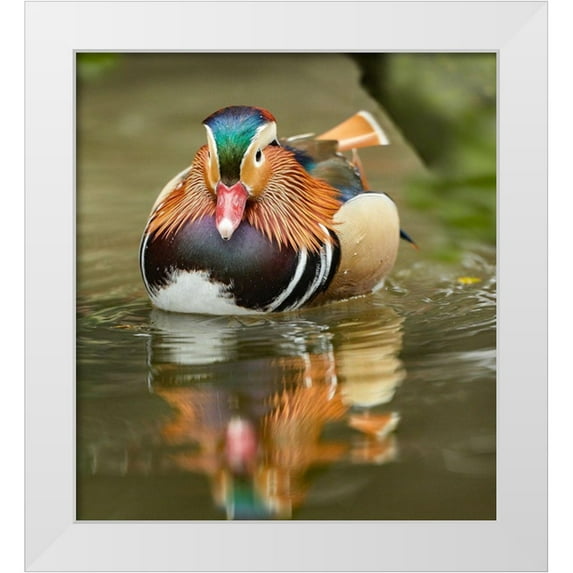 Fitzharris, Tim 20x22 White Modern Wood Framed Museum Art Print Titled - Mandarin Duck Male III