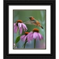 thumbnail image 1 of Fitzharris, Tim 20x23 Black Ornate Wood Framed with Double Matting Museum Art Print Titled - Rufous Hummingbird among purple Cornflowers, 1 of 4