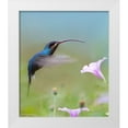 thumbnail image 1 of Fitzharris, Tim 20x23 White Modern Wood Framed Museum Art Print Titled - Green Hermit Hummingbird, 1 of 4