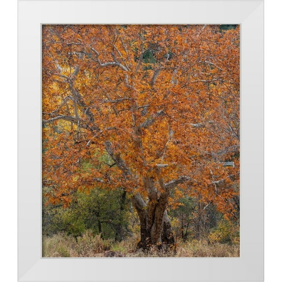 Fitzharris, Tim 20x23 White Modern Wood Framed Museum Art Print Titled - Sycamore Tree-East Verde River-Arizona-USA