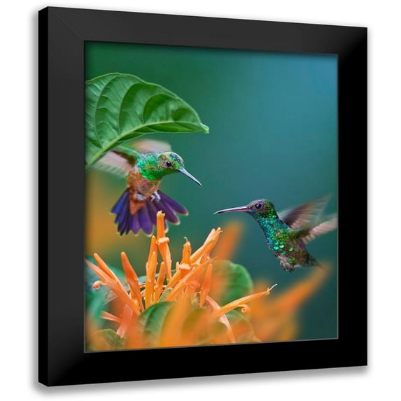 Fitzharris, Tim 20x24 Black Modern Framed Museum Art Print Titled - Blue Chinned Sapphire and Copper-Rumped Hummingbirds