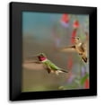thumbnail image 1 of Fitzharris, Tim 20x24 Black Modern Framed Museum Art Print Titled - Broad Tailed Hummingbirds, 1 of 5
