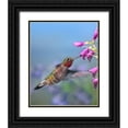 thumbnail image 1 of Fitzharris, Tim 20x24 Black Ornate Wood Framed with Double Matting Museum Art Print Titled - Broad Tailed Hummingbird, 1 of 4
