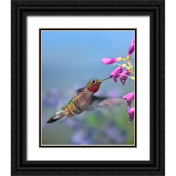 Fitzharris, Tim 20x24 Black Ornate Wood Framed with Double Matting Museum Art Print Titled - Broad Tailed Hummingbird