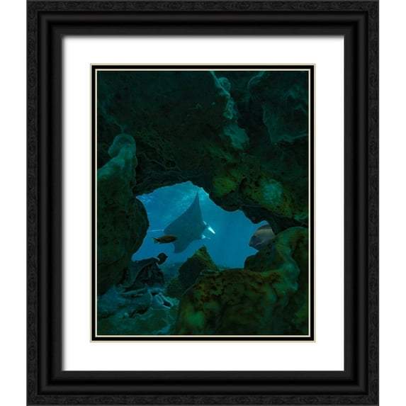 Fitzharris, Tim 20x24 Black Ornate Wood Framed with Double Matting Museum Art Print Titled - Reef manta ray-Penida Island-Indonesia