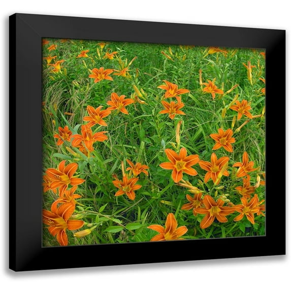 Fitzharris, Tim 21x20 Black Modern Framed Museum Art Print Titled - Wild Daylillies II
