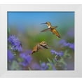thumbnail image 1 of Fitzharris, Tim 22x20 White Modern Wood Framed Museum Art Print Titled - Broad Tailed Hummingbirds, 1 of 4