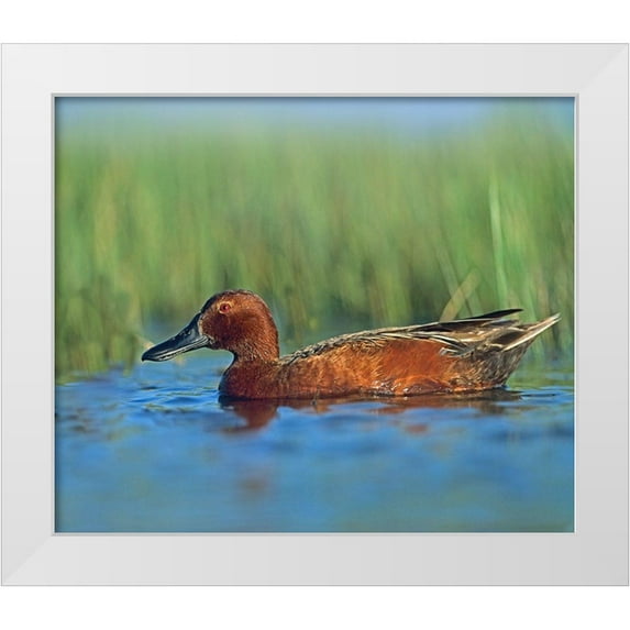 Fitzharris, Tim 23x20 White Modern Wood Framed Museum Art Print Titled - Cinnamon Teal Drake