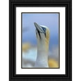 thumbnail image 1 of Fitzharris, Tim 23x32 Black Ornate Wood Framed with Double Matting Museum Art Print Titled - Northern Gannet II, 1 of 4