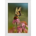 thumbnail image 1 of Fitzharris, Tim 23x32 White Modern Wood Framed Museum Art Print Titled - Two Tailed Swallowtail Butterfly on Purple Coneflower, 1 of 4