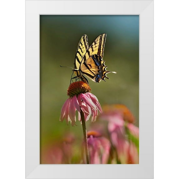 Fitzharris, Tim 23x32 White Modern Wood Framed Museum Art Print Titled - Two Tailed Swallowtail Butterfly on Purple Coneflower