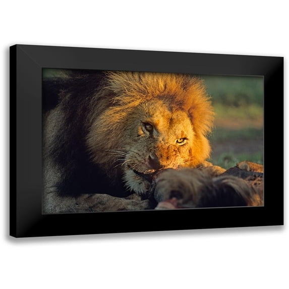 Fitzharris, Tim 24x17 Black Modern Framed Museum Art Print Titled - African Lion feeding