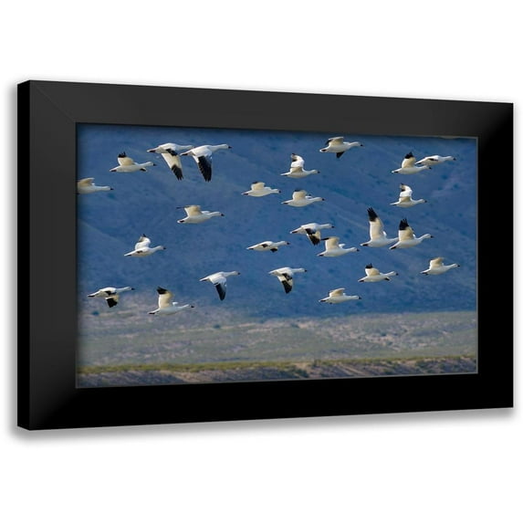 Fitzharris, Tim 24x17 Black Modern Framed Museum Art Print Titled - Snow Geese-Bosque del Apache National Wildlife Refuge-New Mexico II