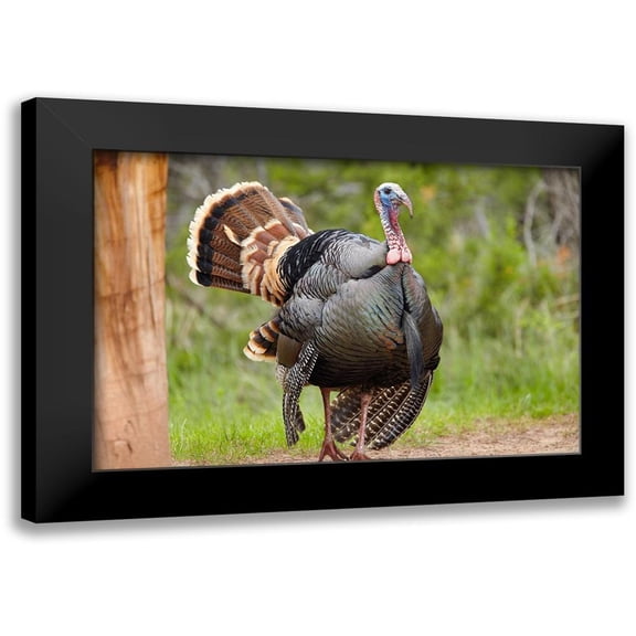 Fitzharris, Tim 24x17 Black Modern Framed Museum Art Print Titled - Wild Turkey Male