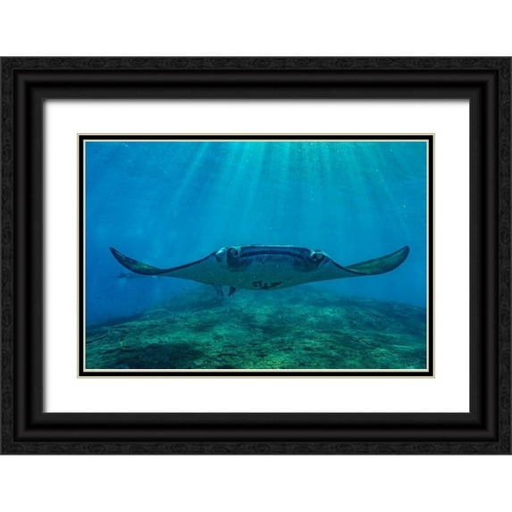 Fitzharris, Tim 24x17 Black Ornate Wood Framed with Double Matting Museum Art Print Titled - Reef manta rays-Penida Island-Indonesia