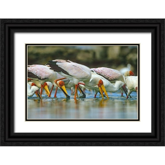 Fitzharris, Tim 24x17 Black Ornate Wood Framed with Double Matting Museum Art Print Titled - Yellow-billed Storks Feeding-Kenya