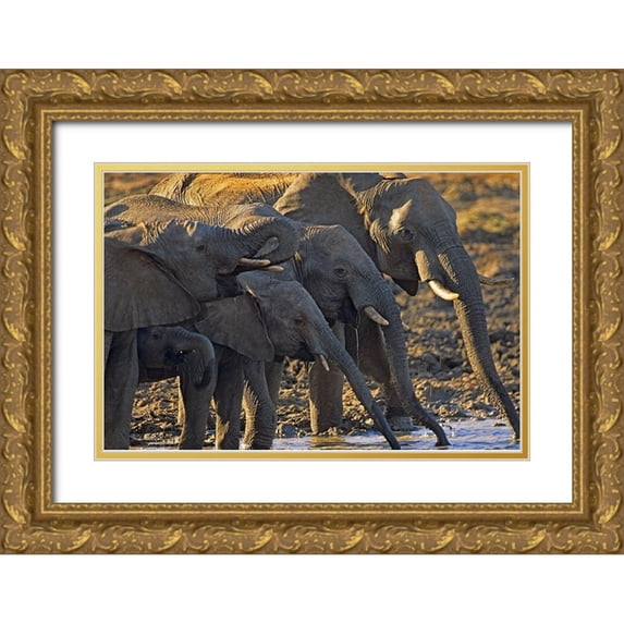 Fitzharris, Tim 24x17 Gold Ornate Wood Framed with Double Matting Museum Art Print Titled - African elephants at a waterhole-Zimbabwe