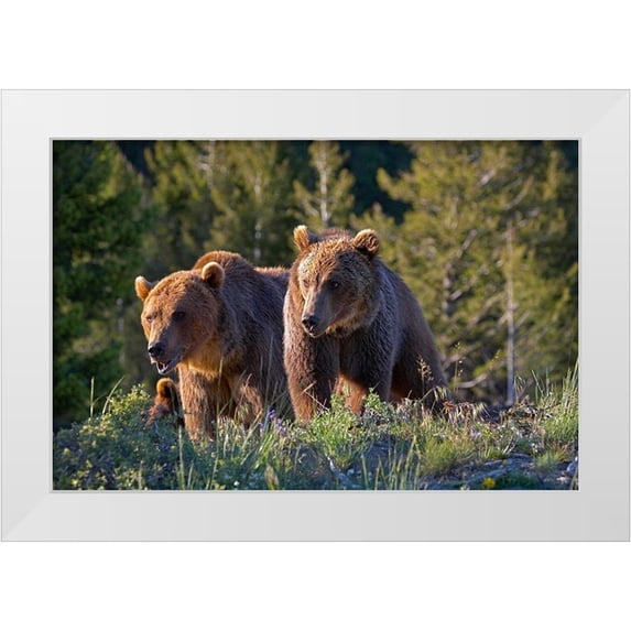 Fitzharris, Tim 24x17 White Modern Wood Framed Museum Art Print Titled - Grizzly bear cubs