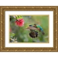 thumbnail image 1 of Fitzharris, Tim 24x18 Gold Ornate Wood Framed with Double Matting Museum Art Print Titled - Gray Tailed Mountain Gem Female and Green Violet-Ear Hummingbird, 1 of 4