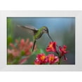 thumbnail image 1 of Fitzharris, Tim 24x18 White Modern Wood Framed Museum Art Print Titled - Sword Billed Hummingbird, 1 of 4