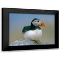 thumbnail image 1 of Fitzharris, Tim 24x19 Black Modern Framed Museum Art Print Titled - Atlantic Puffin III, 1 of 5