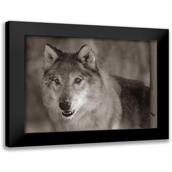 Fitzharris, Tim 24x19 Black Modern Framed Museum Art Print Titled - Gray wolf Sepia